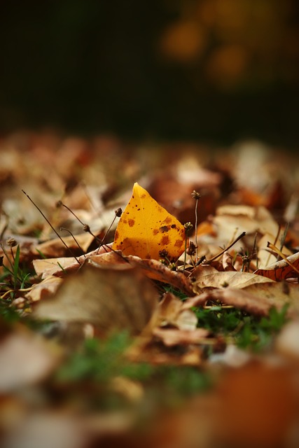 吉莱斯皮又 吉莱斯皮又